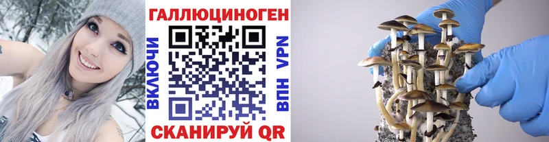 Галлюциногенные грибы Psilocybe Киров