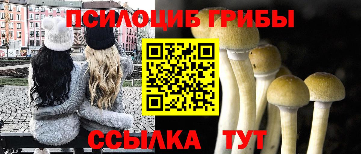 Псилоцибиновые грибы Psilocybine cubensis Киров